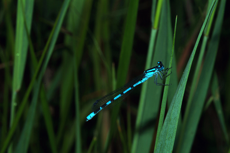 Libellula di Ortanella (LC)